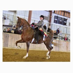 Meet your Posher, Camille